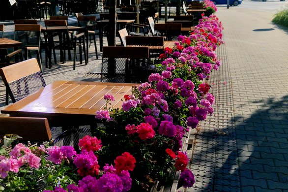 outdoor seating of restaurant lined with bright flower boxes with blooming geraniums Pelargonium